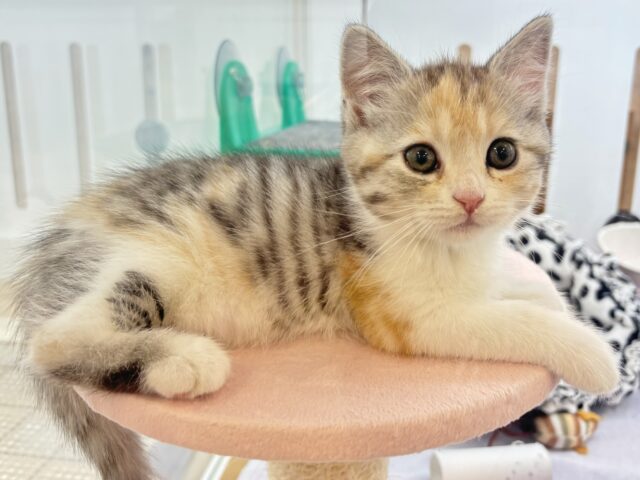 スコティッシュストレート