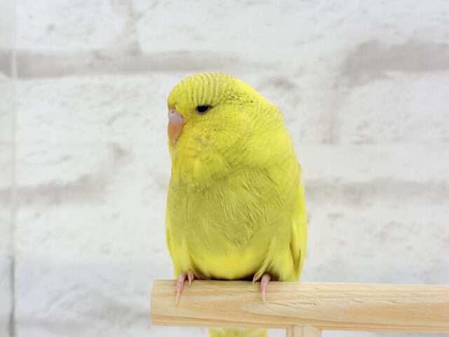 ジャンボセキセイインコ