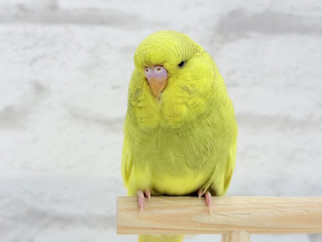 ジャンボセキセイインコ