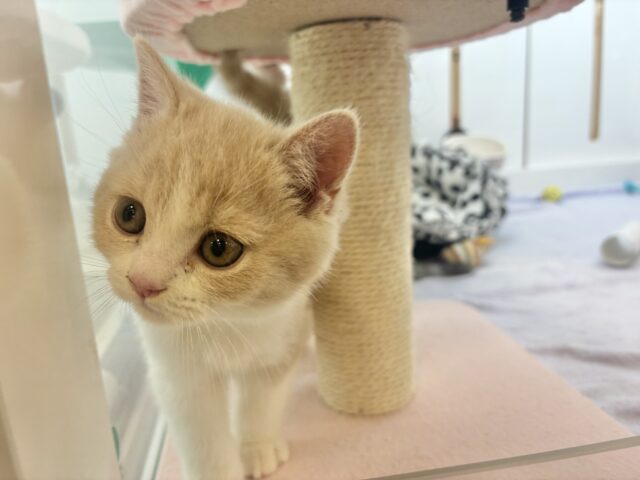 ブリティッシュショートヘア