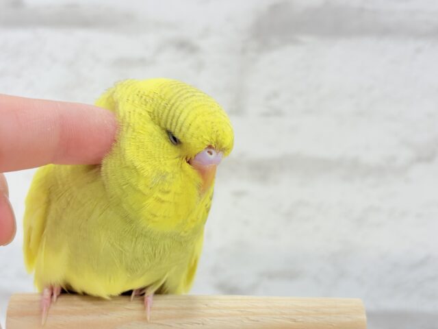 ジャンボセキセイインコ
