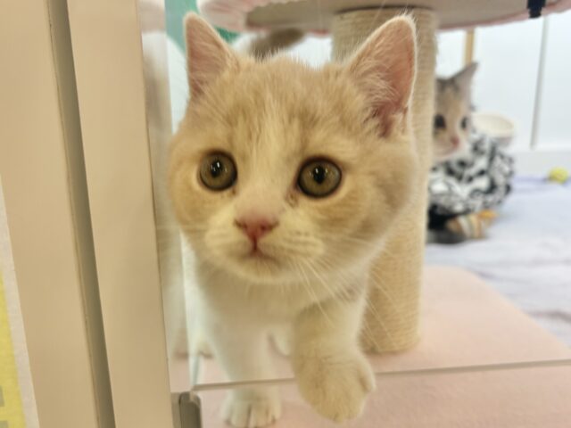 ブリティッシュショートヘア