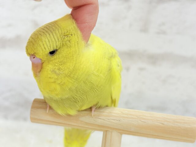 ジャンボセキセイインコ
