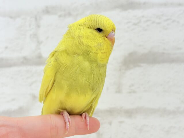 ジャンボセキセイインコ