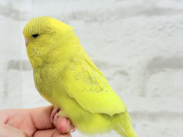 ジャンボセキセイインコ