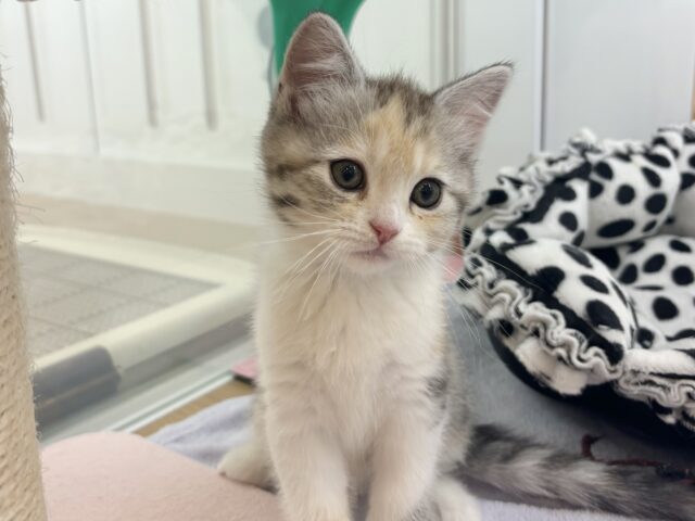 スコティッシュストレート