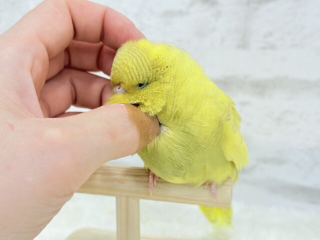 ジャンボセキセイインコ