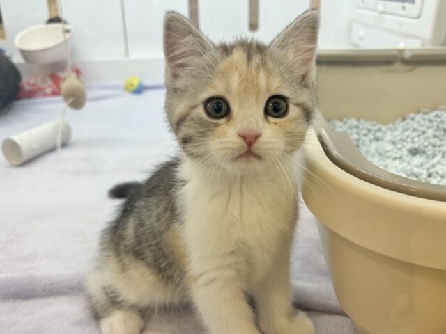 スコティッシュストレート