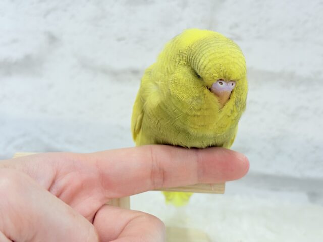ジャンボセキセイインコ