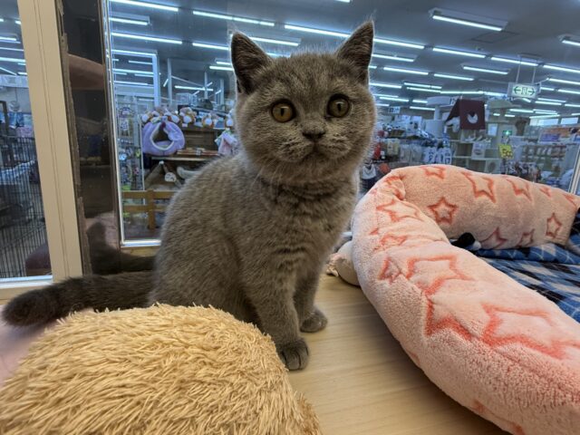 ブリティッシュショートヘア