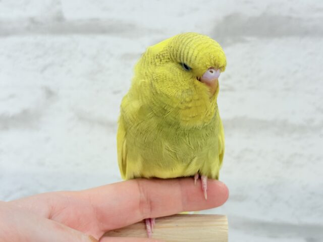 ジャンボセキセイインコ