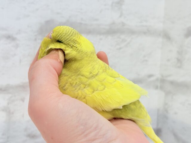 ジャンボセキセイインコ