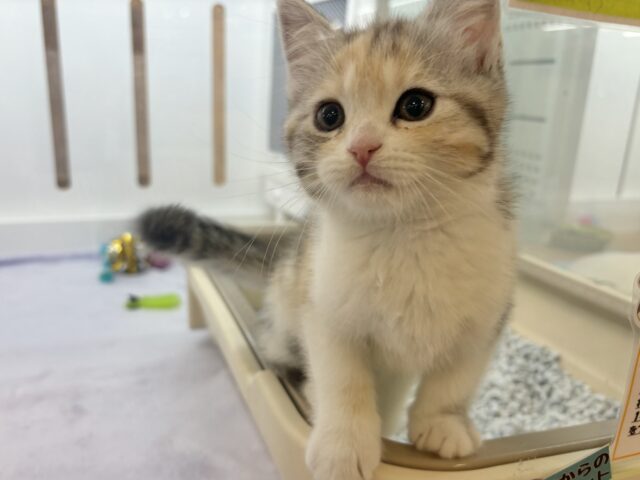 スコティッシュストレート