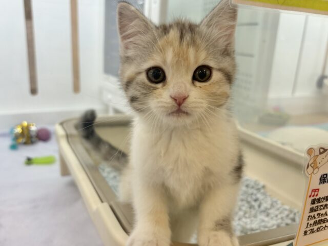 スコティッシュストレート