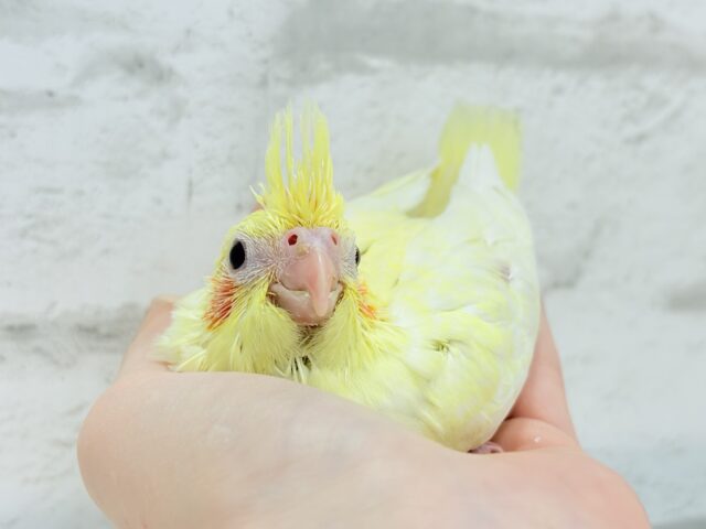 オカメインコ