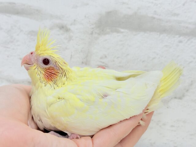 オカメインコ
