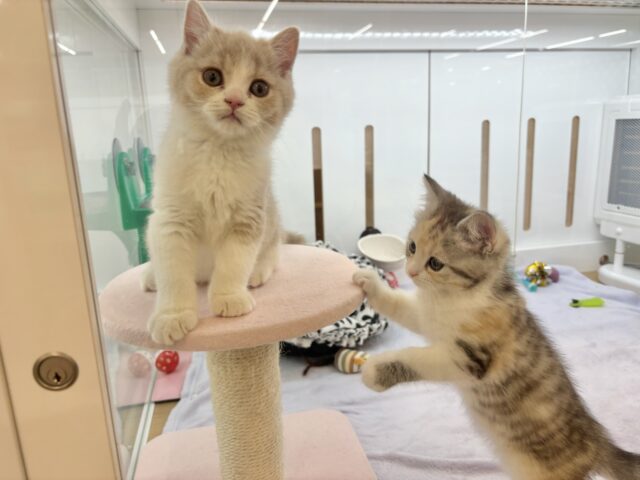 スコティッシュストレート