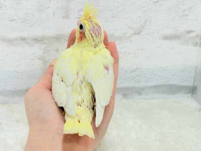 オカメインコ