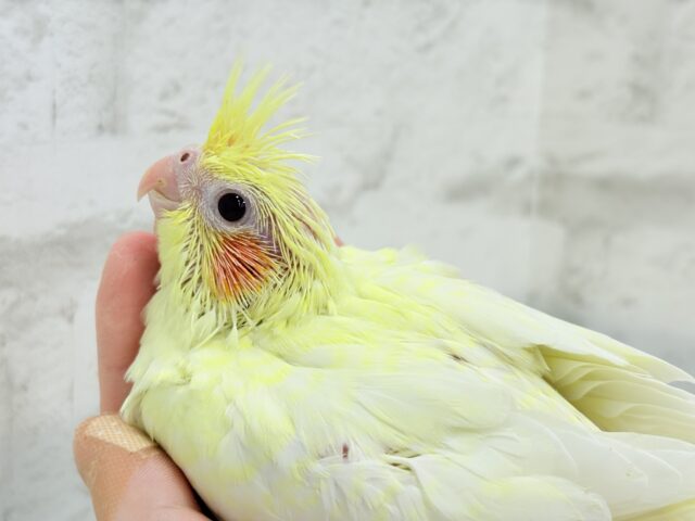 オカメインコ