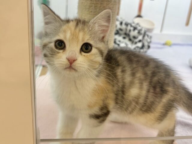 スコティッシュストレート