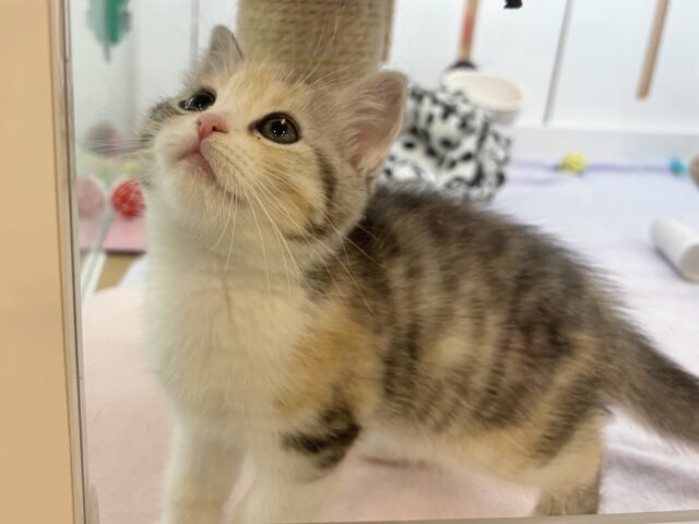 スコティッシュストレート