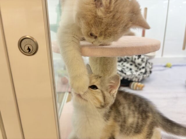 スコティッシュストレート