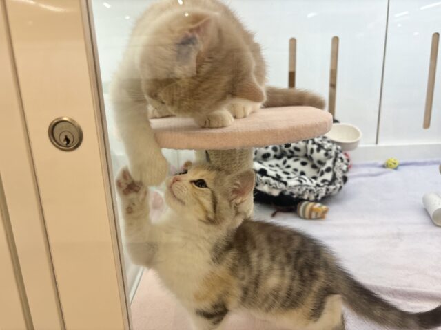 スコティッシュストレート