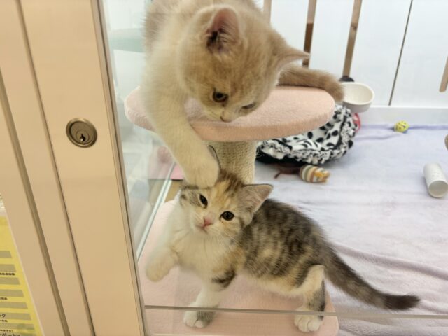 スコティッシュストレート