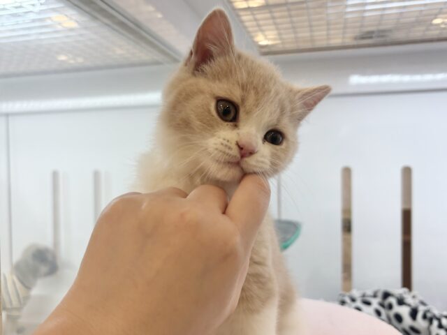 ブリティッシュショートヘア