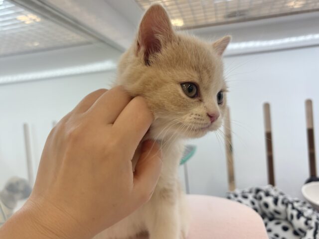 ブリティッシュショートヘア