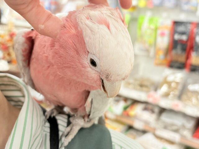 モモイロインコ