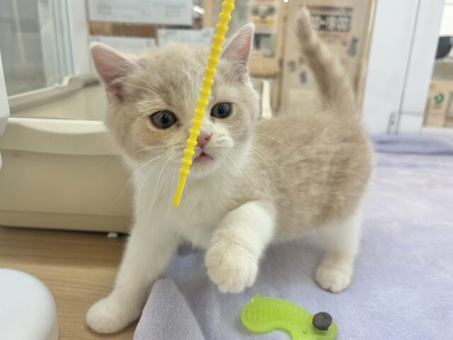 ブリティッシュショートヘア