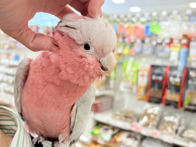 モモイロインコ