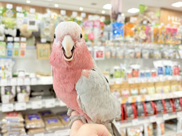 モモイロインコ