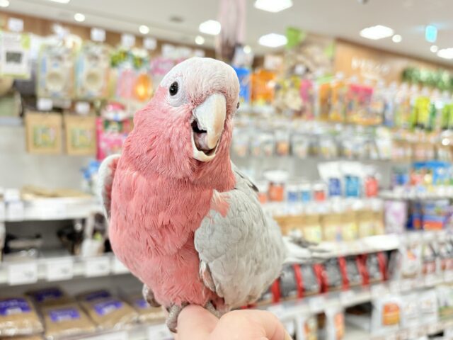 モモイロインコ