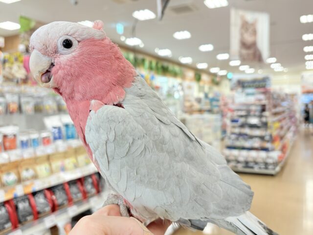 モモイロインコ