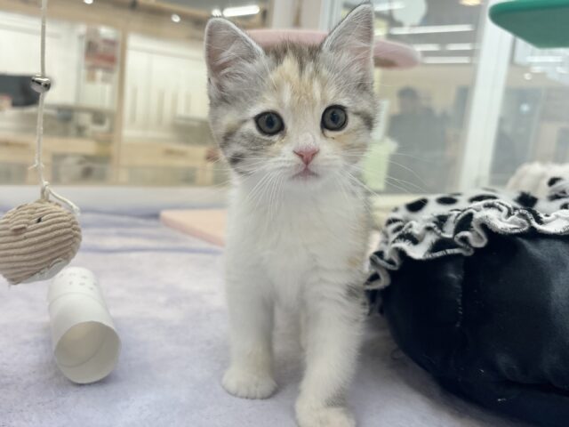 スコティッシュストレート