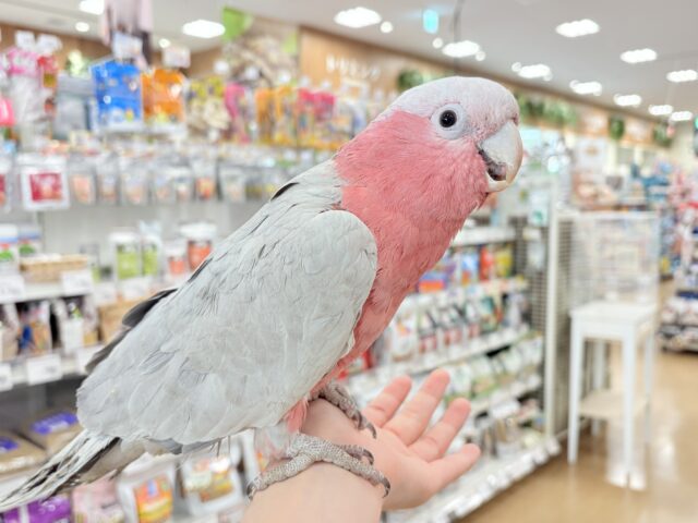 モモイロインコ