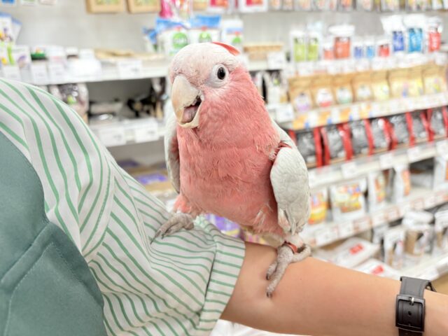 モモイロインコ