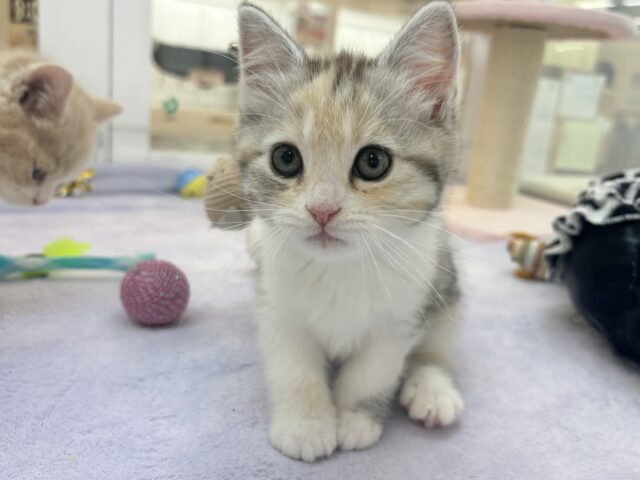 スコティッシュストレート