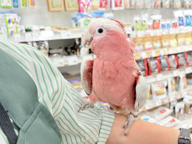 モモイロインコ