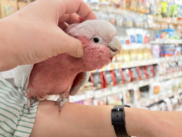 モモイロインコ