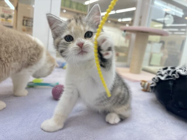 スコティッシュストレート