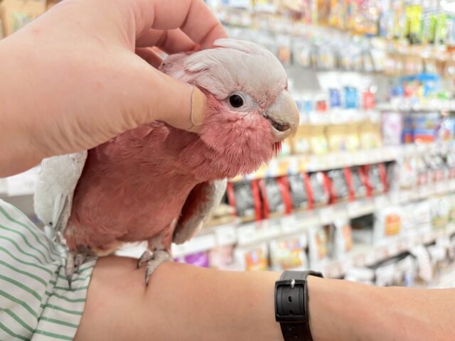 モモイロインコ