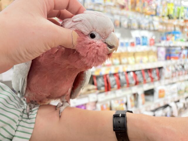 モモイロインコ