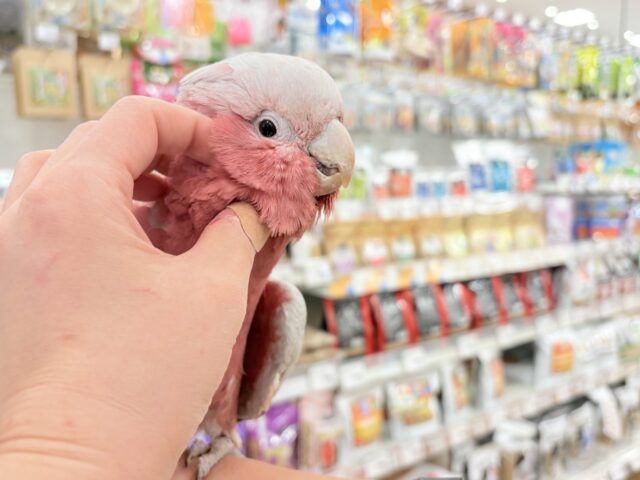 モモイロインコ