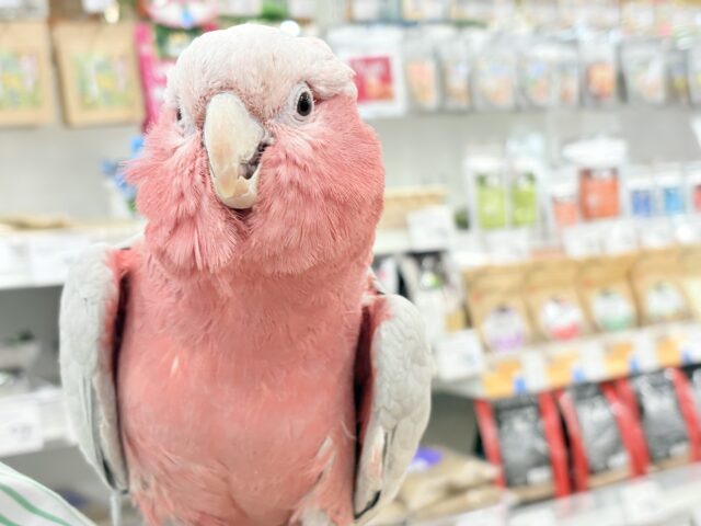 モモイロインコ