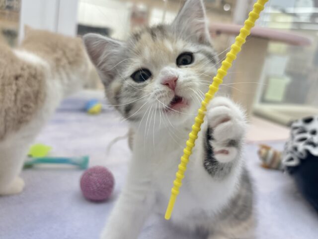 スコティッシュストレート