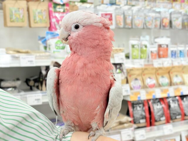 モモイロインコ