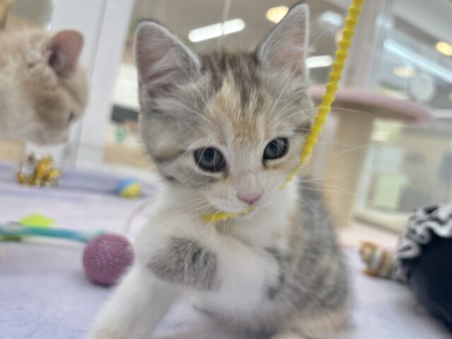 スコティッシュストレート